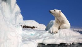 Глава Роснедр заявил, что ресурсы газа на шельфе РФ в Арктике составляют 85 трлн куб. м