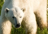 Косолапая перепись на Белом. Ученые пересчитали белых медведей на побережье Карского моря