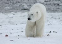 Ученые пересчитали белых медведей на Карском море и обнаружили тропическую рыбу на Белом море