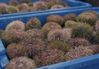 Знакомьтесь: лауреаты Ежегодной премии «За развитие Дальнего Востока и Арктики». ООО «Баренцморепродукт» Знакомьтесь: лауреаты Ежегодной премии «За развитие Дальнего Востока и Арктики». ООО «Баренцморепродукт»