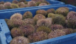 Знакомьтесь: лауреаты Ежегодной премии «За развитие Дальнего Востока и Арктики». ООО «Баренцморепродукт»