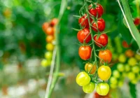 🌾 170 проектов с господдержкой: Дальний Восток наращивает производство продуктов питания