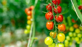 🌾 170 проектов с господдержкой: Дальний Восток наращивает производство продуктов питания